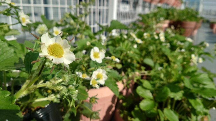 屋上イチゴ園、開花ラッシュ！150株の受粉作業に奮闘中